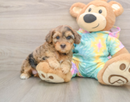 8 week old Yorkie Poo Puppy For Sale - Florida Fur Babies