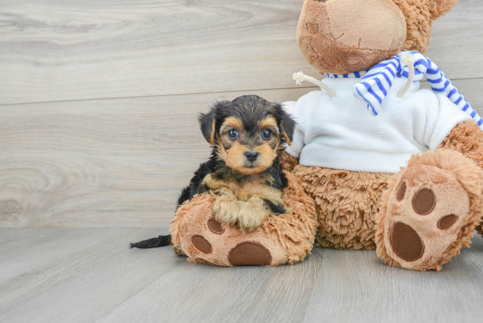 Yorkie Poo Pup Being Cute