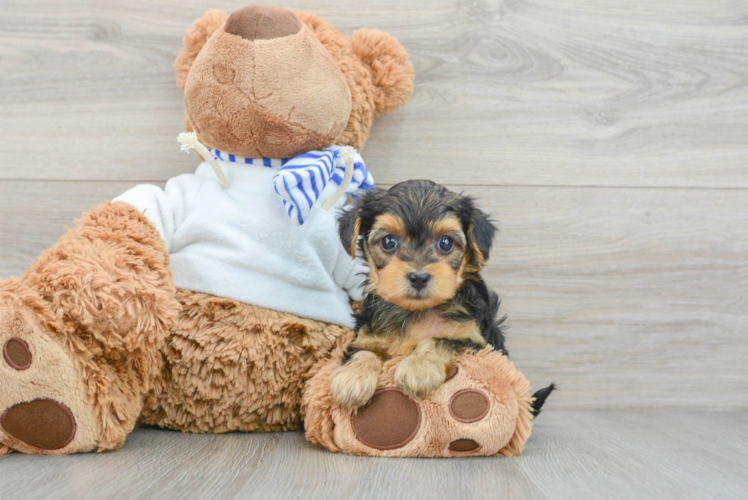 Yorkie Poo Puppy for Adoption