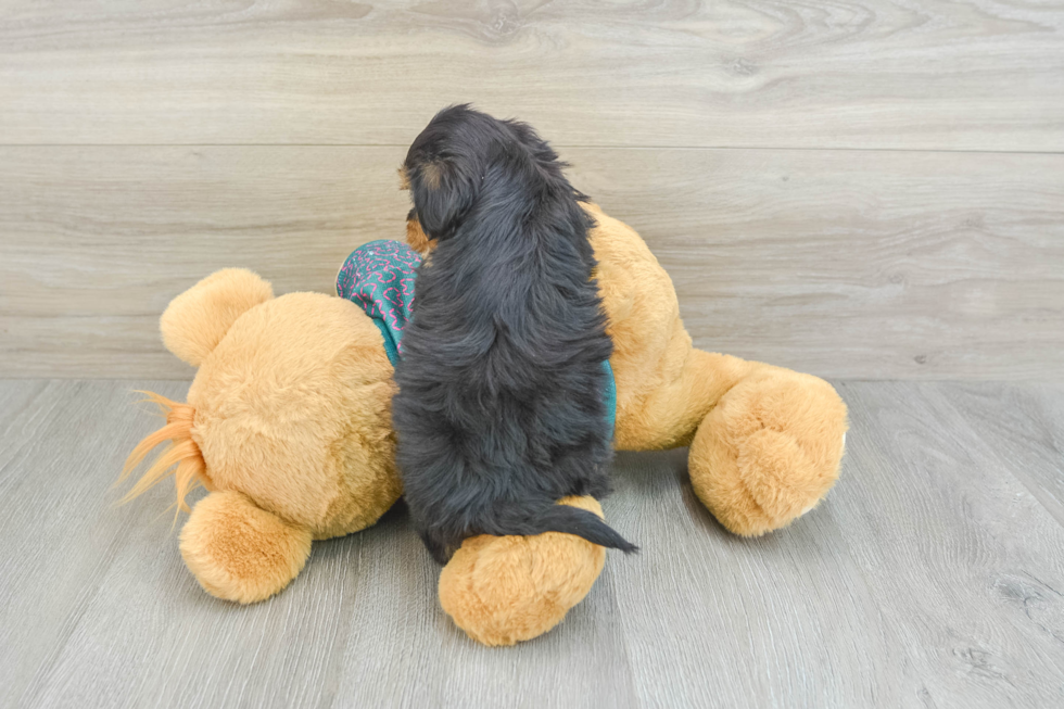 Yorkie Poo Puppy for Adoption