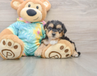 5 week old Yorkie Poo Puppy For Sale - Florida Fur Babies