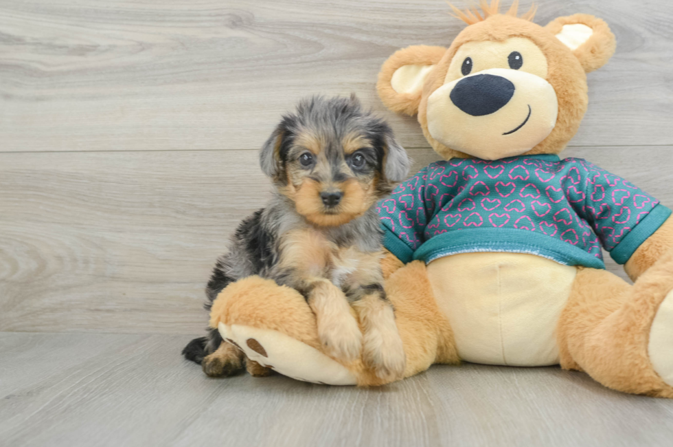 5 week old Yorkie Poo Puppy For Sale - Florida Fur Babies