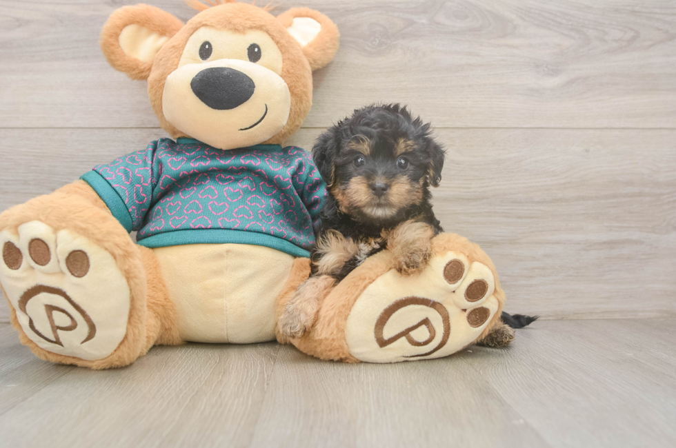 5 week old Yorkie Poo Puppy For Sale - Florida Fur Babies