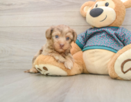 8 week old Yorkie Poo Puppy For Sale - Florida Fur Babies