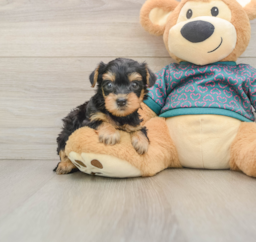 6 week old Yorkie Poo Puppy For Sale - Florida Fur Babies