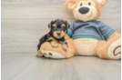Best Yorkie Poo Baby
