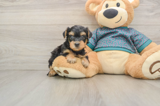 Best Yorkie Poo Baby