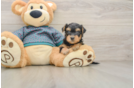 Petite Yorkie Poo Poodle Mix Pup