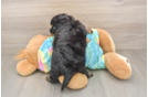 Fluffy Yorkie Poo Poodle Mix Pup