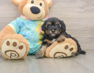 8 week old Yorkie Poo Puppy For Sale - Florida Fur Babies