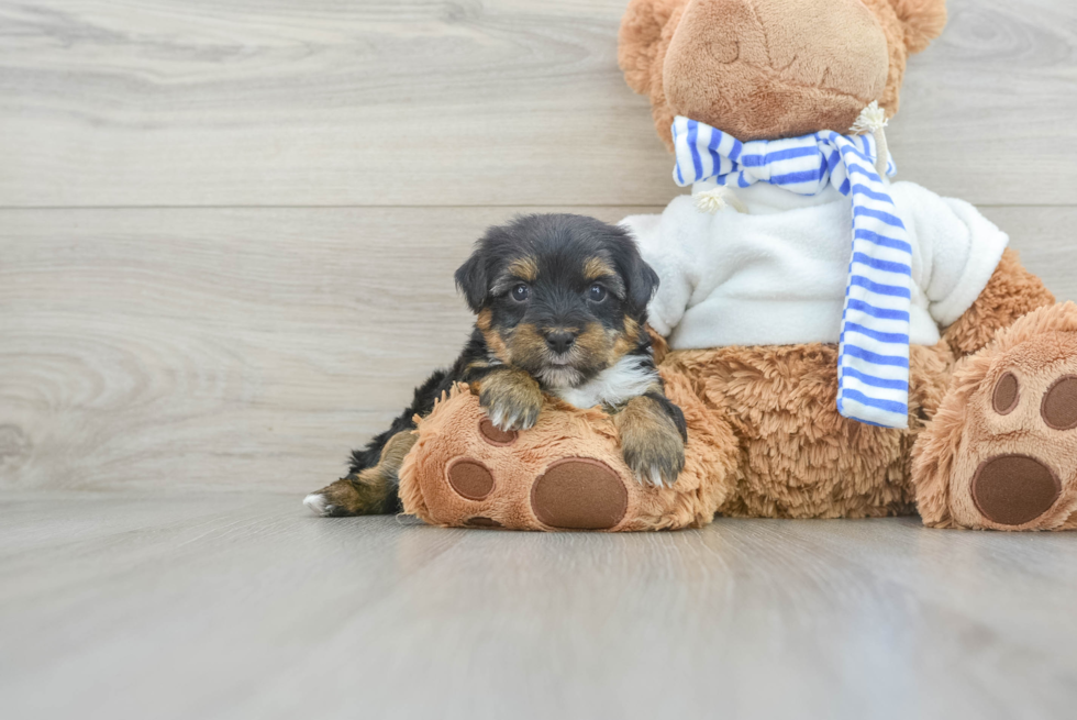 Funny Yorkie Poo Poodle Mix Pup