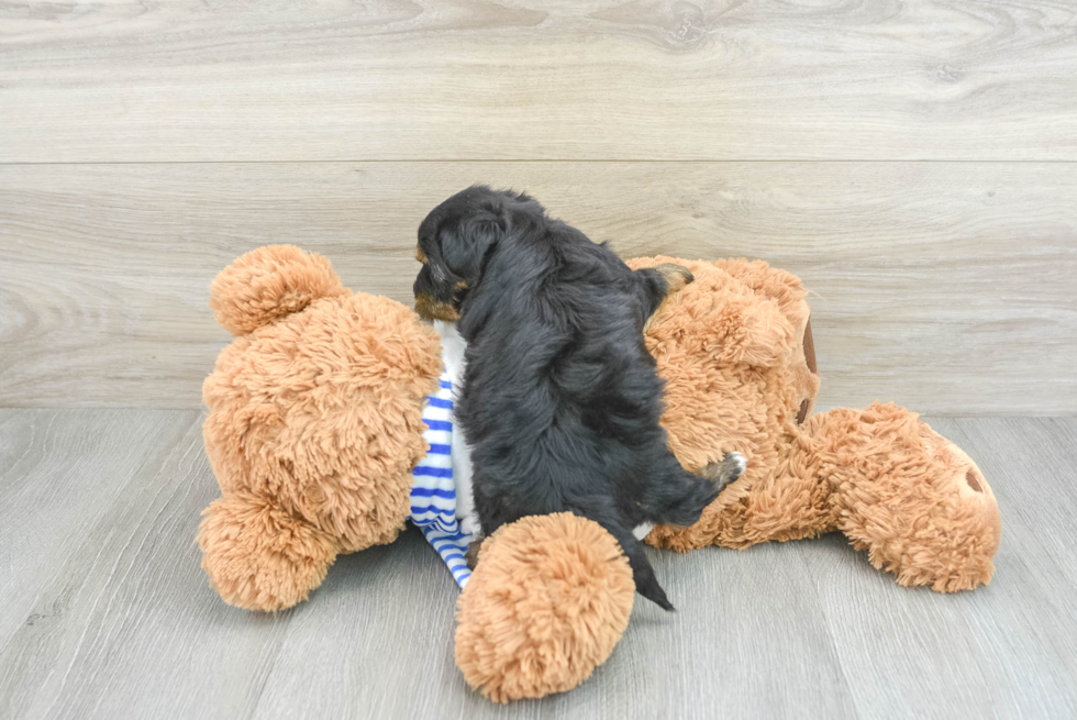 Adorable Yorkie Doodle Poodle Mix Puppy