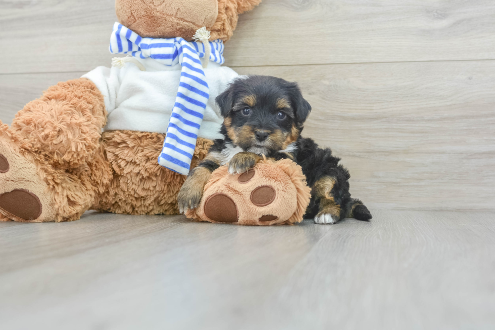 Yorkie Poo Puppy for Adoption