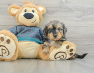 6 week old Yorkie Poo Puppy For Sale - Florida Fur Babies