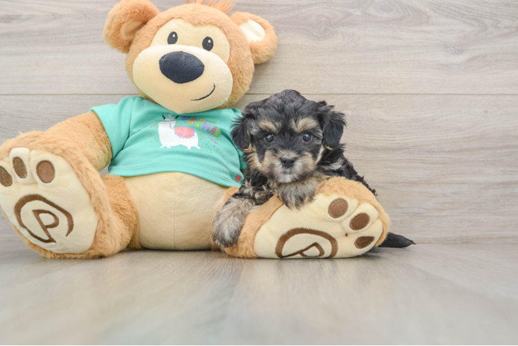 Yorkie Poo Pup Being Cute