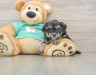 8 week old Yorkie Poo Puppy For Sale - Florida Fur Babies