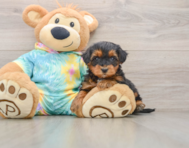 5 week old Yorkie Poo Puppy For Sale - Florida Fur Babies