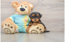 Adorable Yorkiedoodle Poodle Mix Puppy