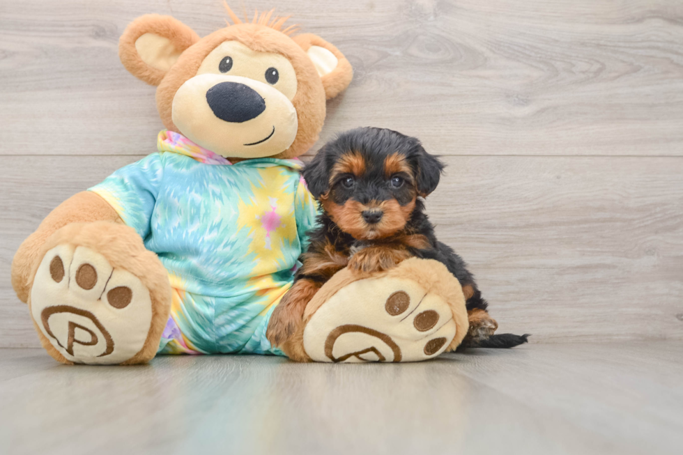 Adorable Yorkiedoodle Poodle Mix Puppy