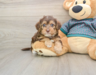 8 week old Yorkie Poo Puppy For Sale - Florida Fur Babies