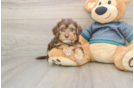 Yorkie Poo Puppy for Adoption