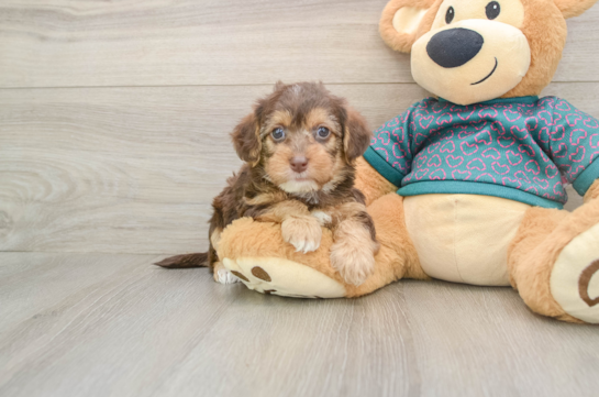 Yorkie Poo Puppy for Adoption