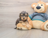 8 week old Yorkie Poo Puppy For Sale - Florida Fur Babies