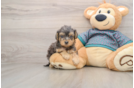 Yorkie Poo Puppy for Adoption