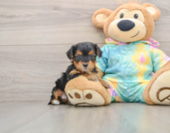 5 week old Yorkie Poo Puppy For Sale - Florida Fur Babies