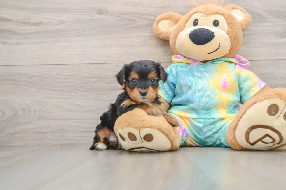 Fluffy Yorkie Poo Poodle Mix Pup