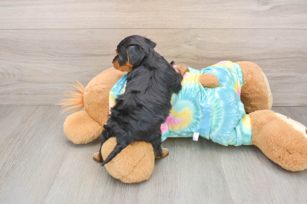 Best Yorkie Poo Baby