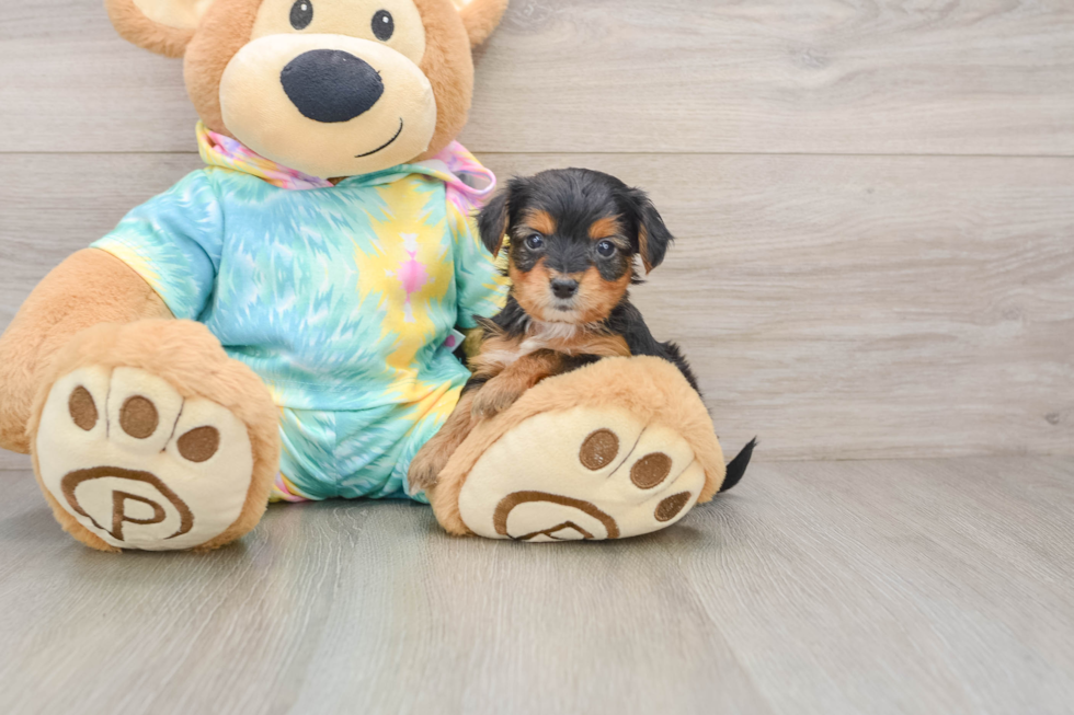 Best Yorkie Poo Baby