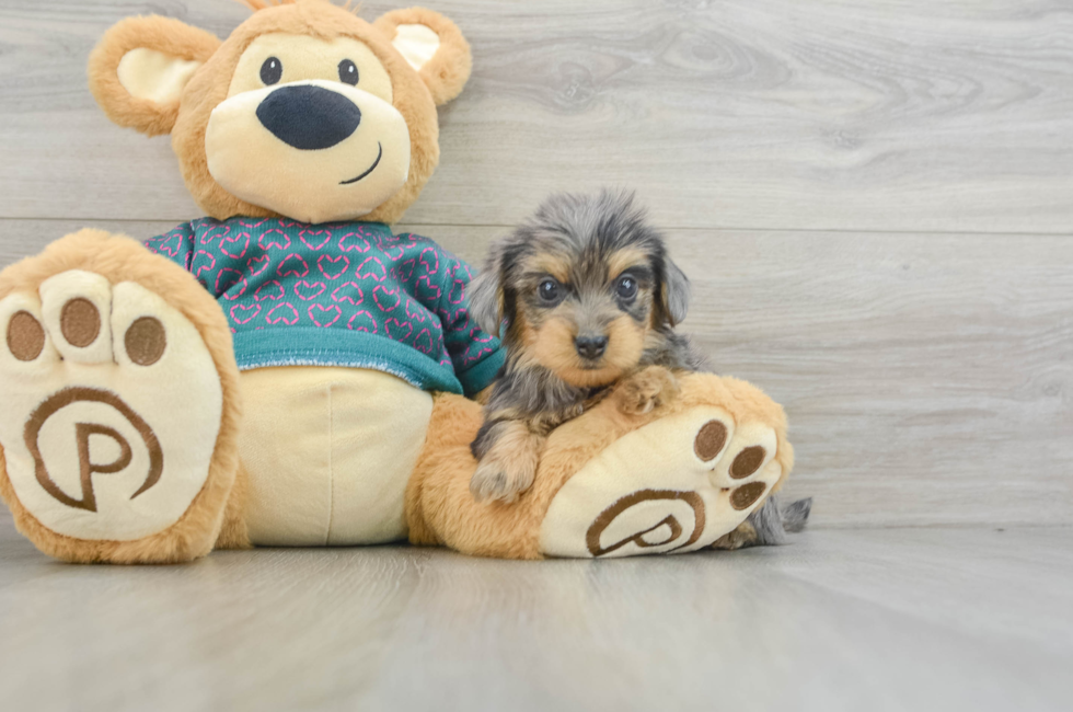 5 week old Yorkie Poo Puppy For Sale - Florida Fur Babies