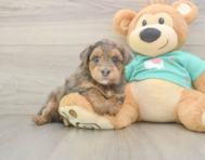 5 week old Yorkie Poo Puppy For Sale - Florida Fur Babies