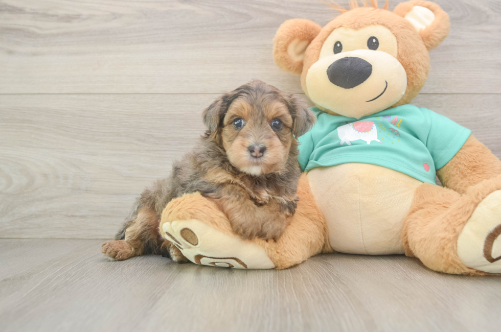 5 week old Yorkie Poo Puppy For Sale - Florida Fur Babies