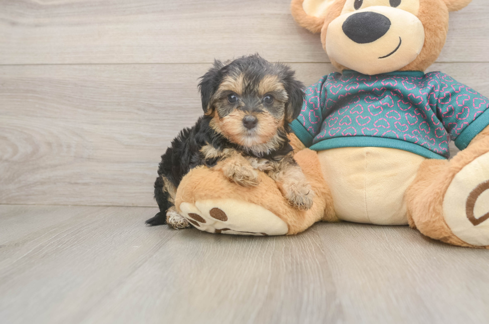 5 week old Yorkie Poo Puppy For Sale - Florida Fur Babies