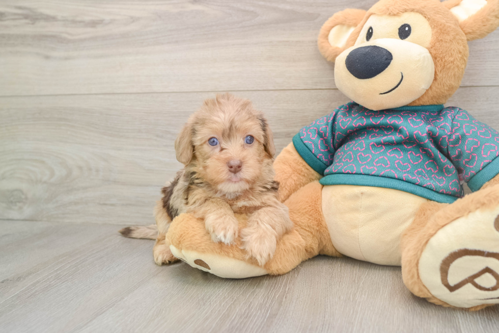 Yorkie Poo Pup Being Cute