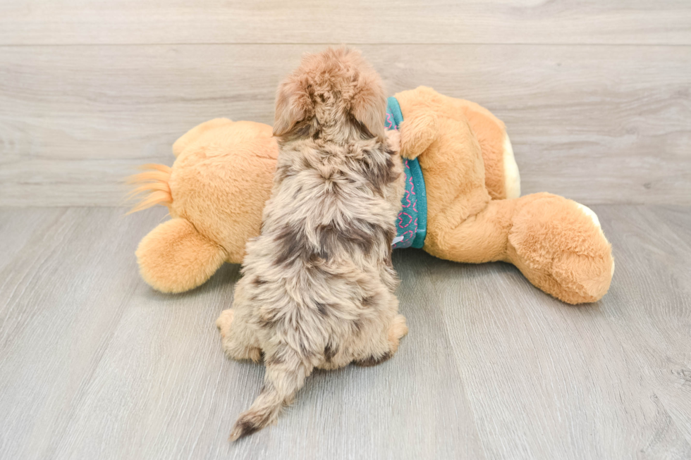 Happy Yorkie Poo Baby