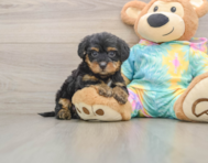 8 week old Yorkie Poo Puppy For Sale - Florida Fur Babies