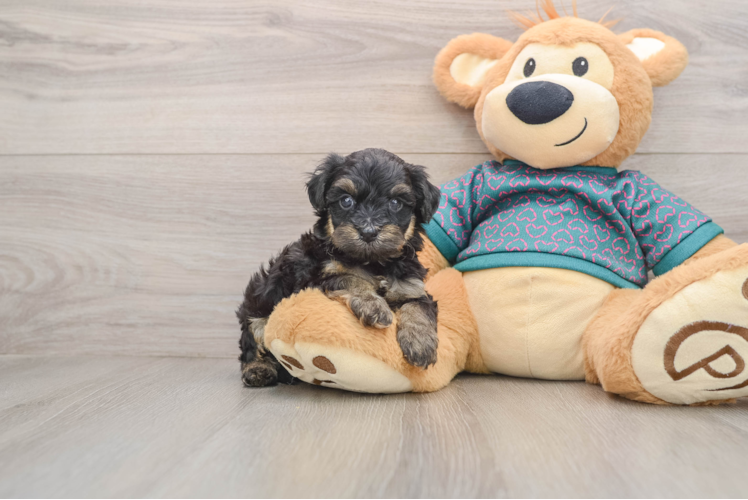 Little Yorkie Poodle Mix Poodle Mix Puppy