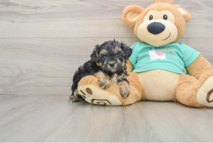 Funny Yorkie Poo Poodle Mix Pup