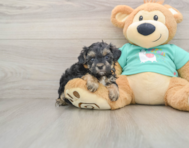 9 week old Yorkie Poo Puppy For Sale - Florida Fur Babies