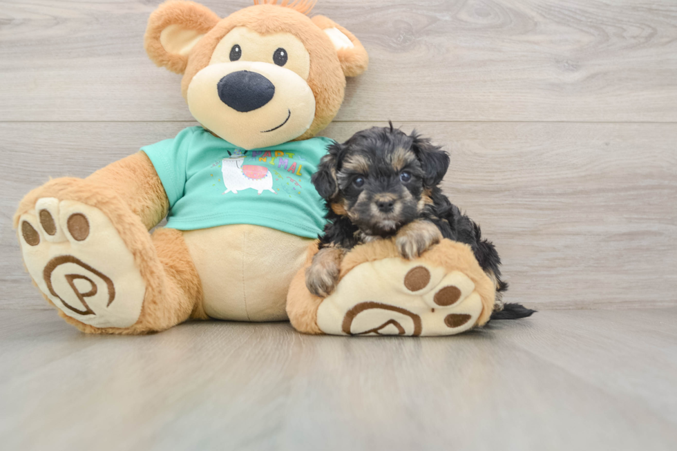 Best Yorkie Poo Baby