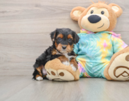 6 week old Yorkie Poo Puppy For Sale - Florida Fur Babies