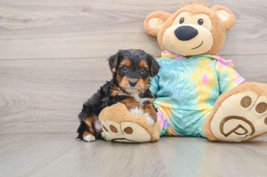 Yorkie Poo Puppy for Adoption