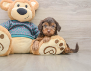 7 week old Yorkie Poo Puppy For Sale - Florida Fur Babies