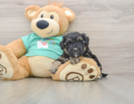 8 week old Yorkie Poo Puppy For Sale - Florida Fur Babies