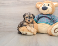 8 week old Yorkie Poo Puppy For Sale - Florida Fur Babies