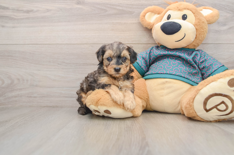 Cute Yorkie Poo Baby