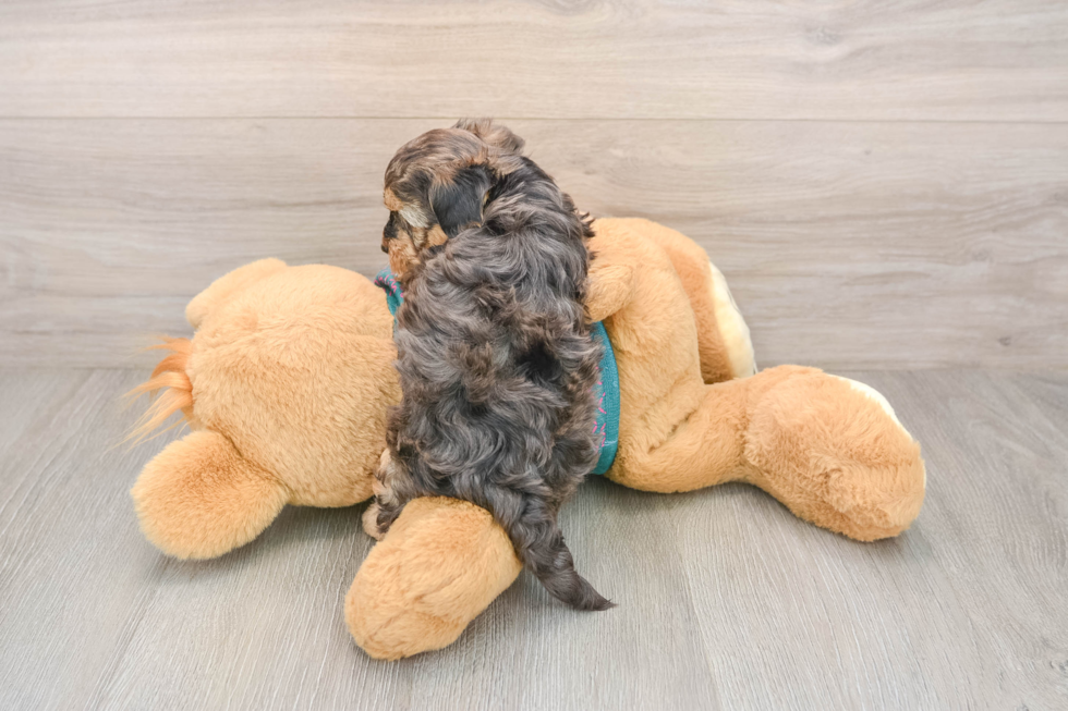 Yorkie Poo Puppy for Adoption